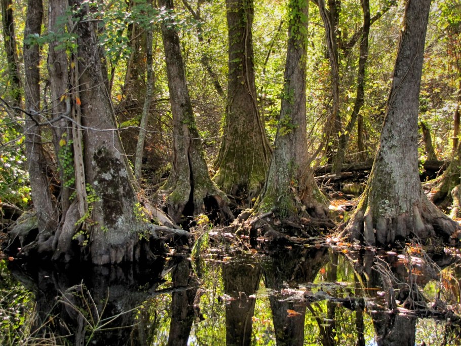 Великое мрачное болото