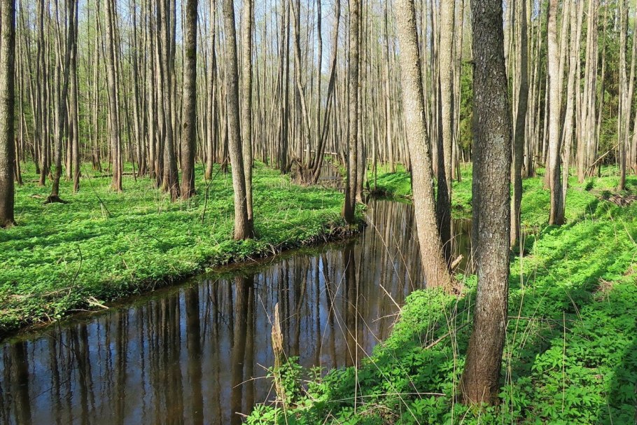 Ольшаник лес