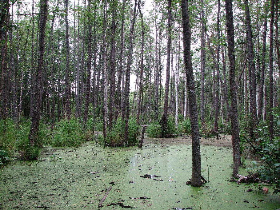 Ольховые леса Керженского заповедника