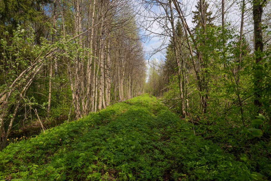 Нижние болота Alnus glutinosa