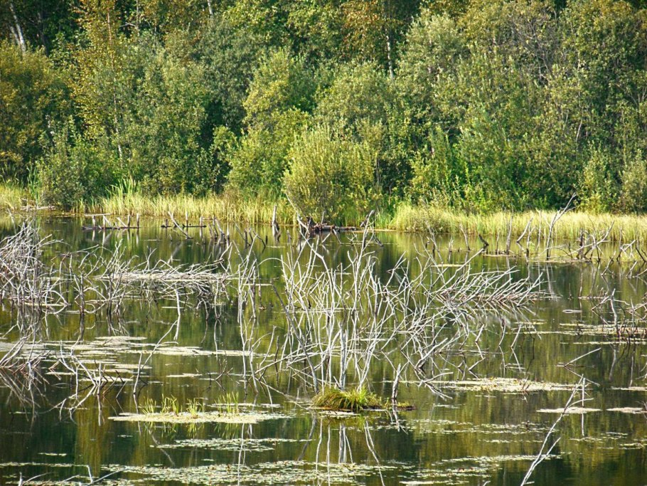 Болотистая Пустошь