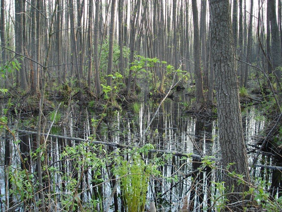 Ольха Болотная