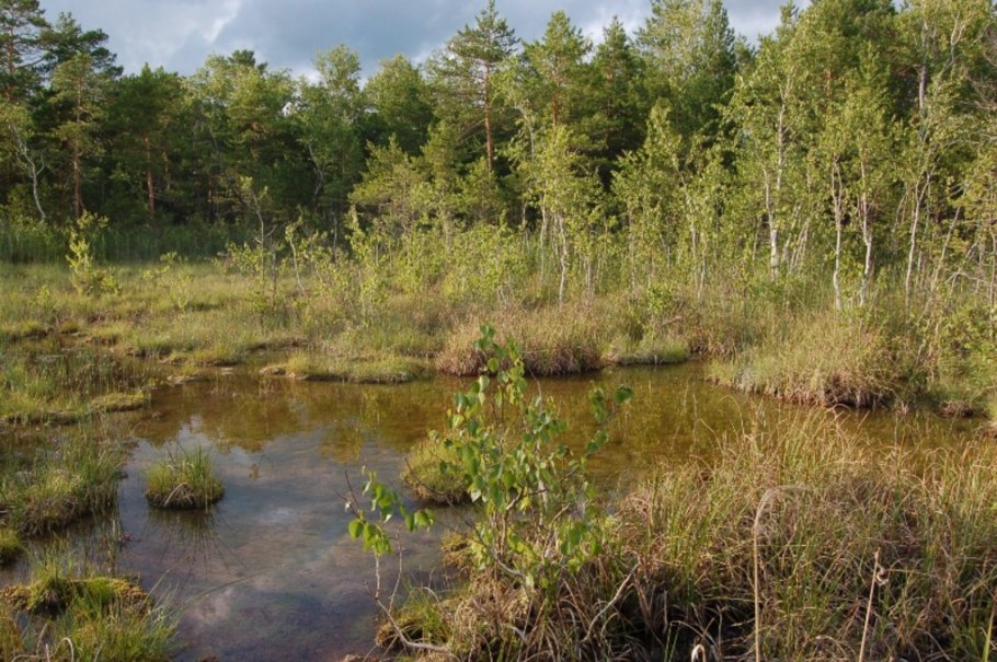 Корни ольхи