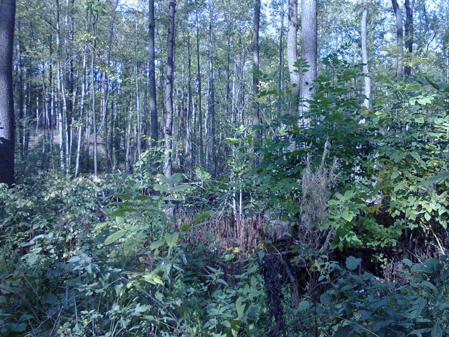 Ольшаник лес