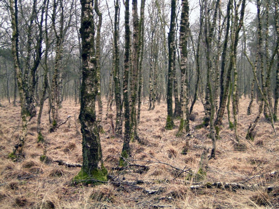 Куровское болото