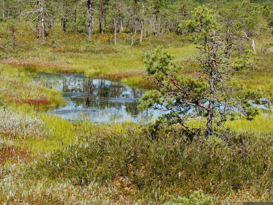 Ольха над рекой