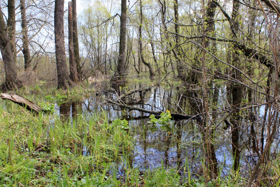 Ольха Болотная