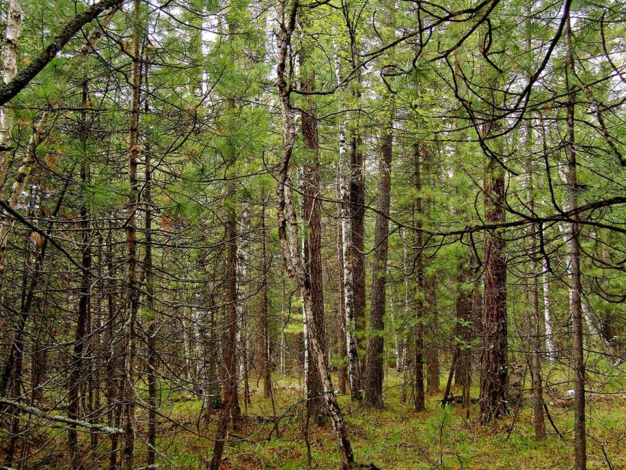 Ольховый лес заросли ольхи