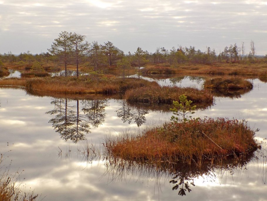 Ольховые трясины