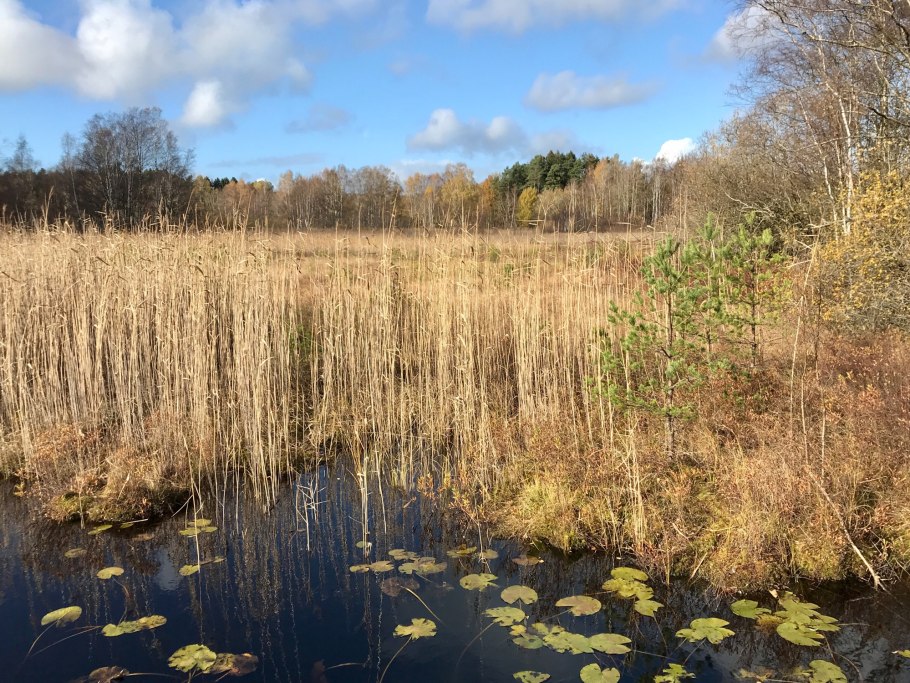Дьяковский лес болото