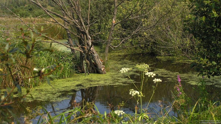 Черная ольха на болоте