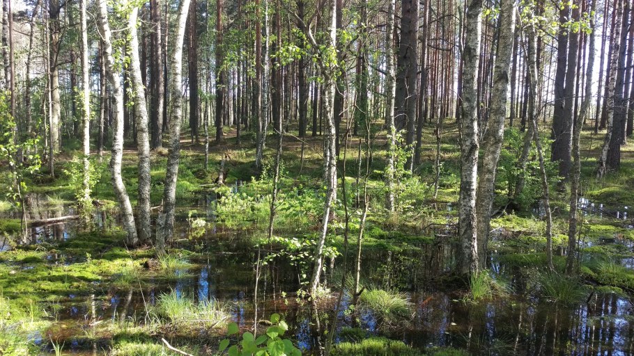 Газоустойчивость ольхи черной