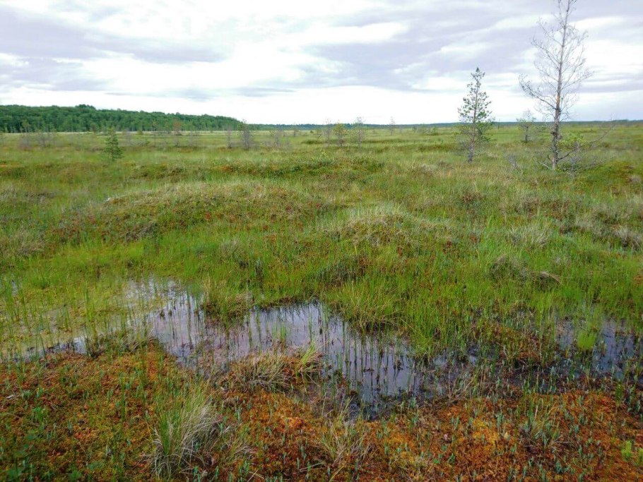 Ольха у дороги