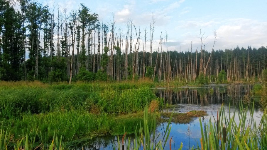 Черноольховые леса
