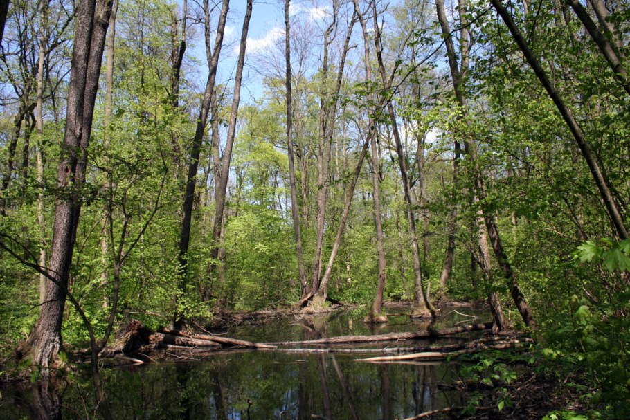 Ольшаник лес