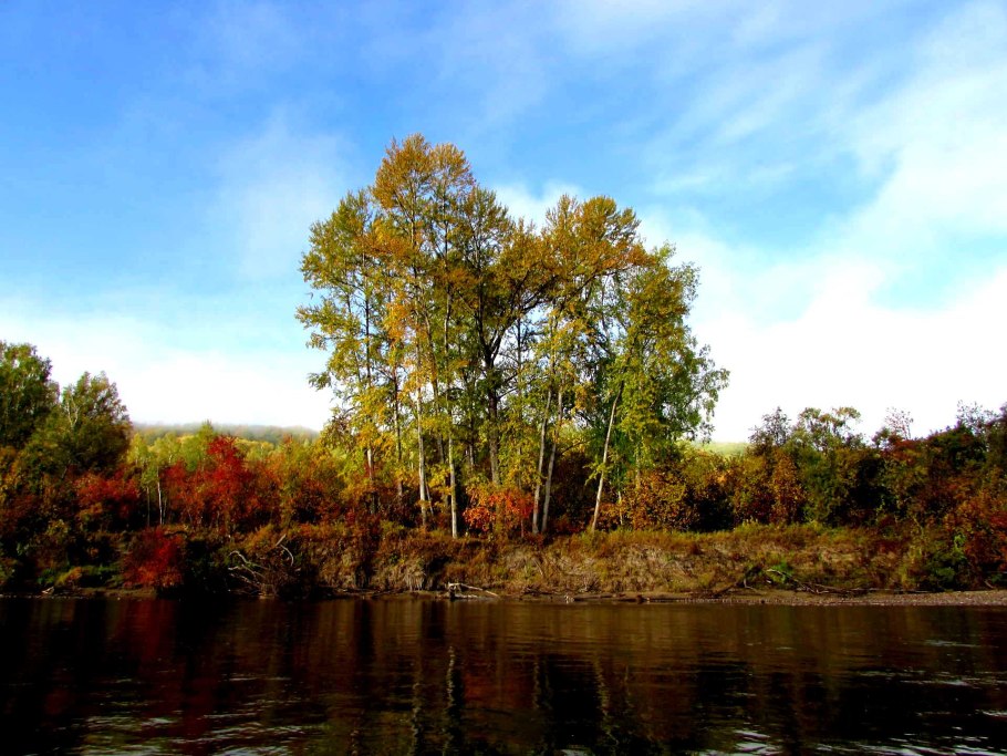 Ольха черная побег