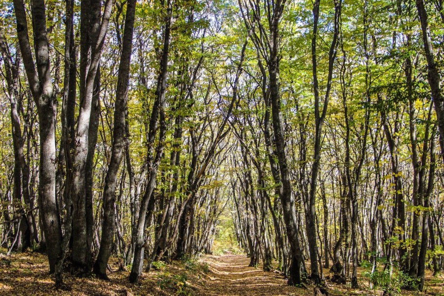Гримпенская трясина