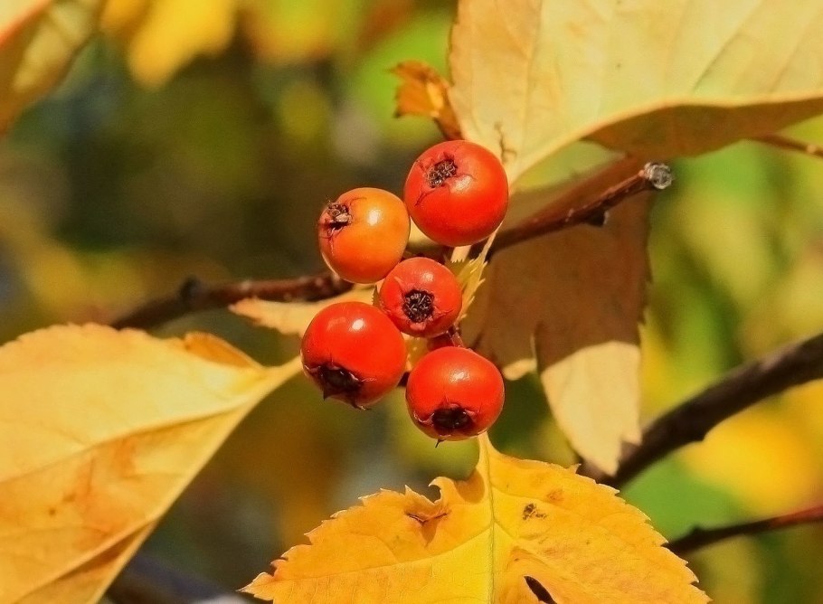 Шиповник боярышник рябина