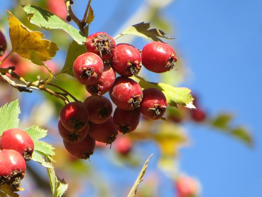 Боярышник обыкновенный осень