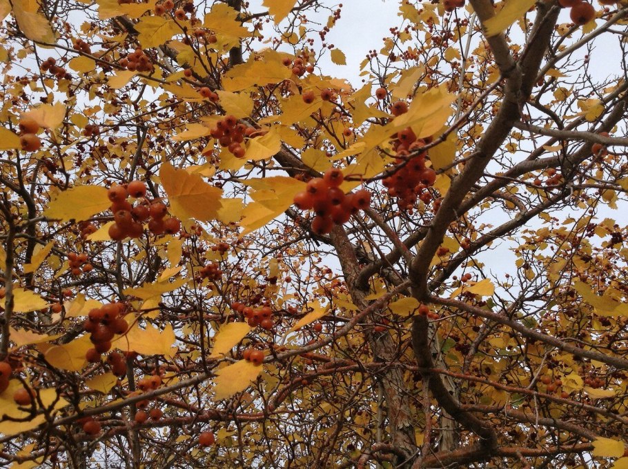 Осенний боярышник