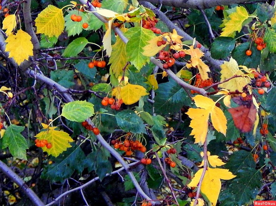 Шиповник Барбарис боярышник