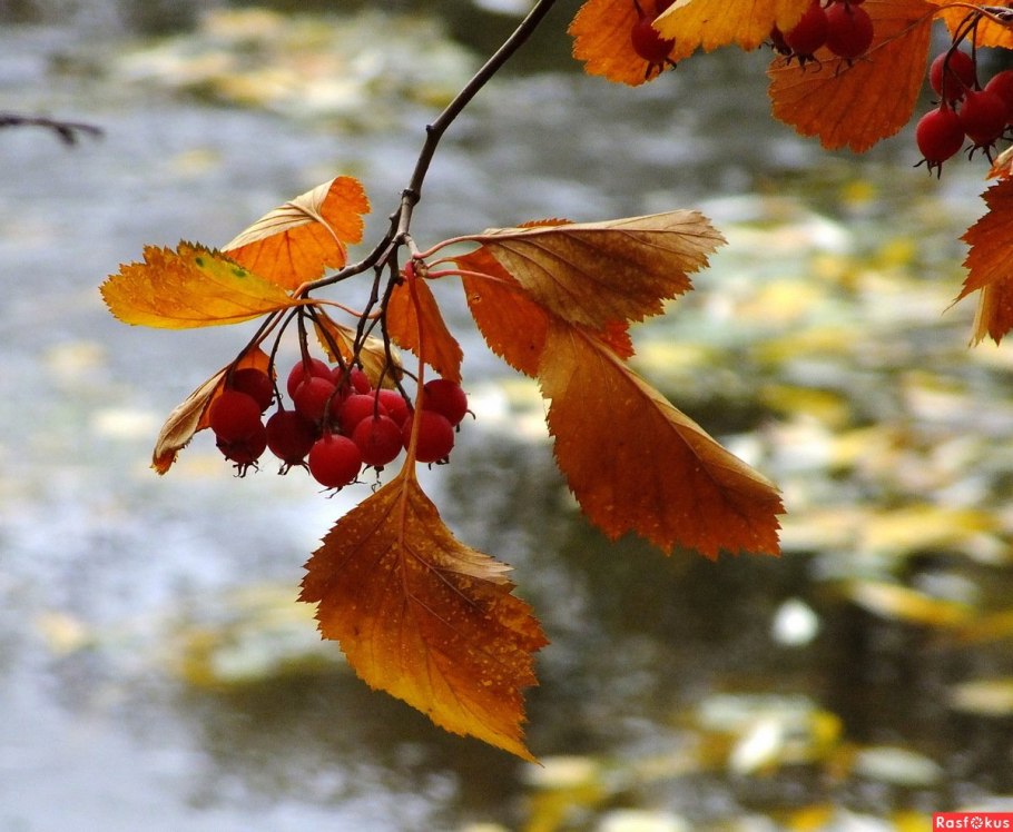 Боярышник Максимовича зима