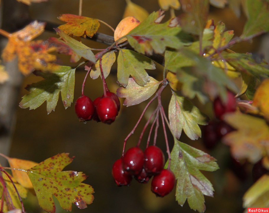 Боярышник осень