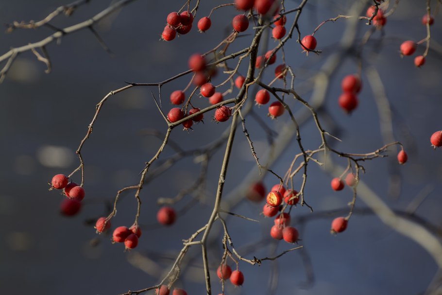 Боярышник сливолистный