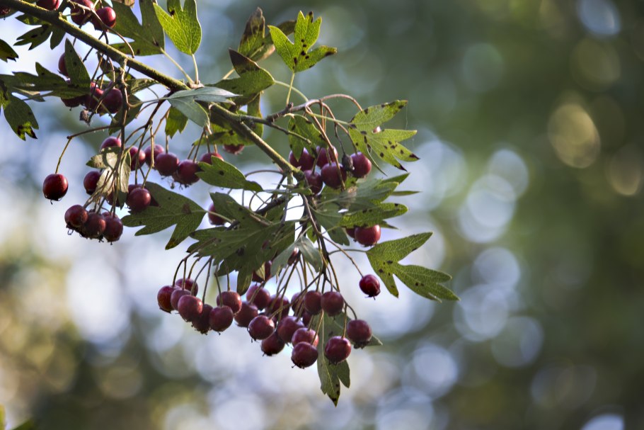 Рябина обыкновенная globosum