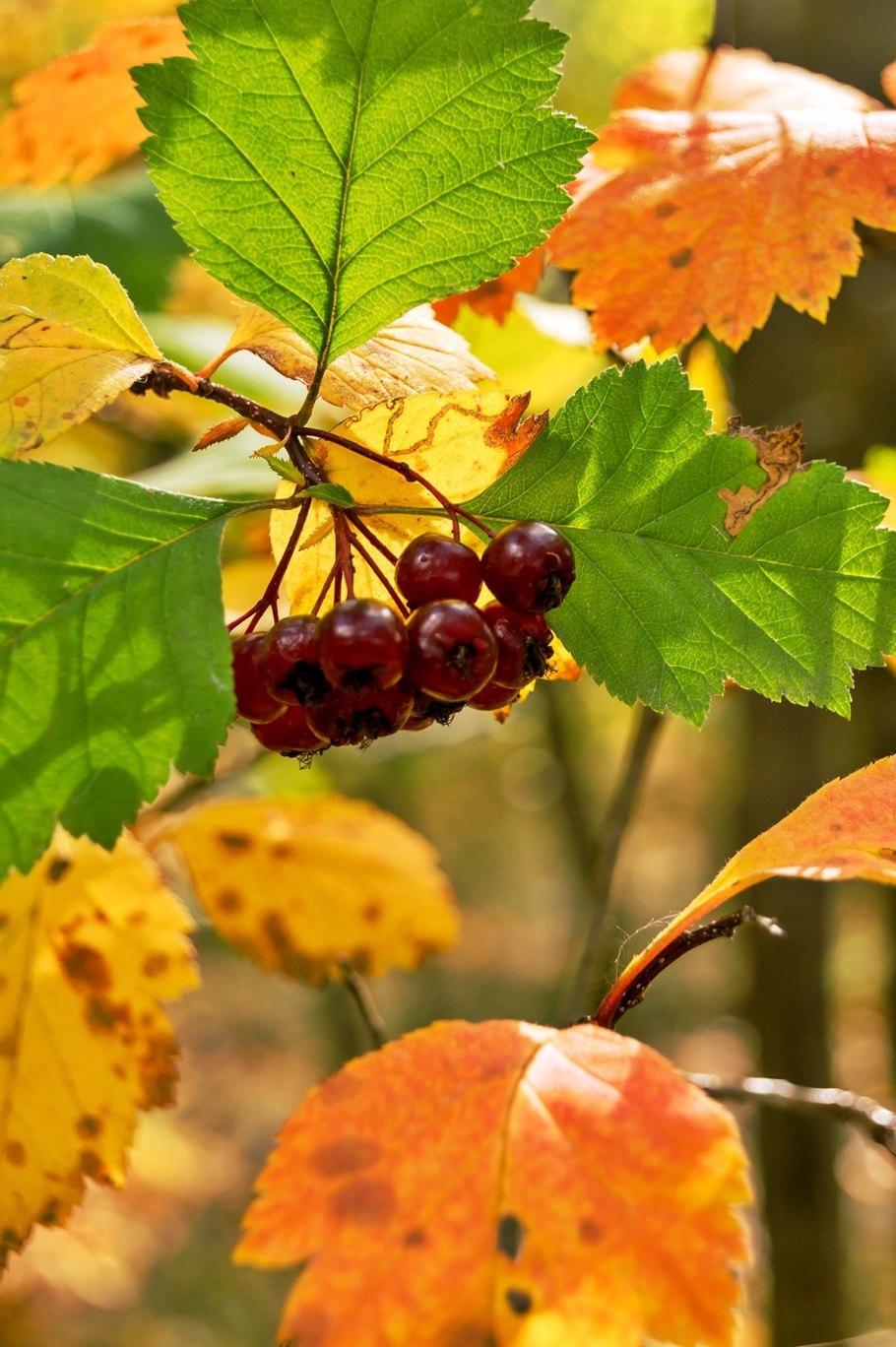 Боярышник обыкновенный осень