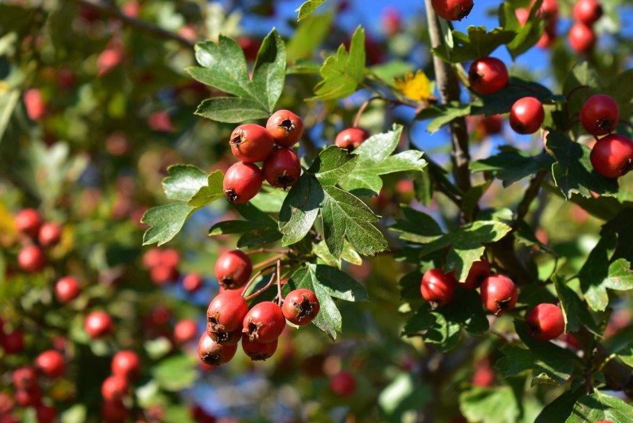 Боярышник сливолистный (Crataegus prunifolia)