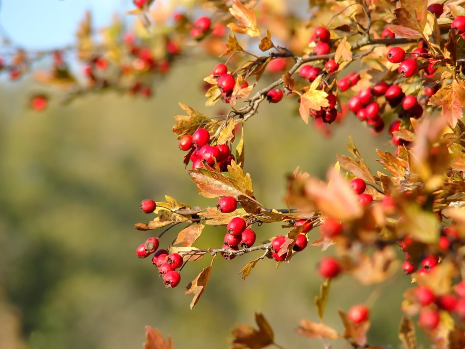 Боярышник однопестичный осенью