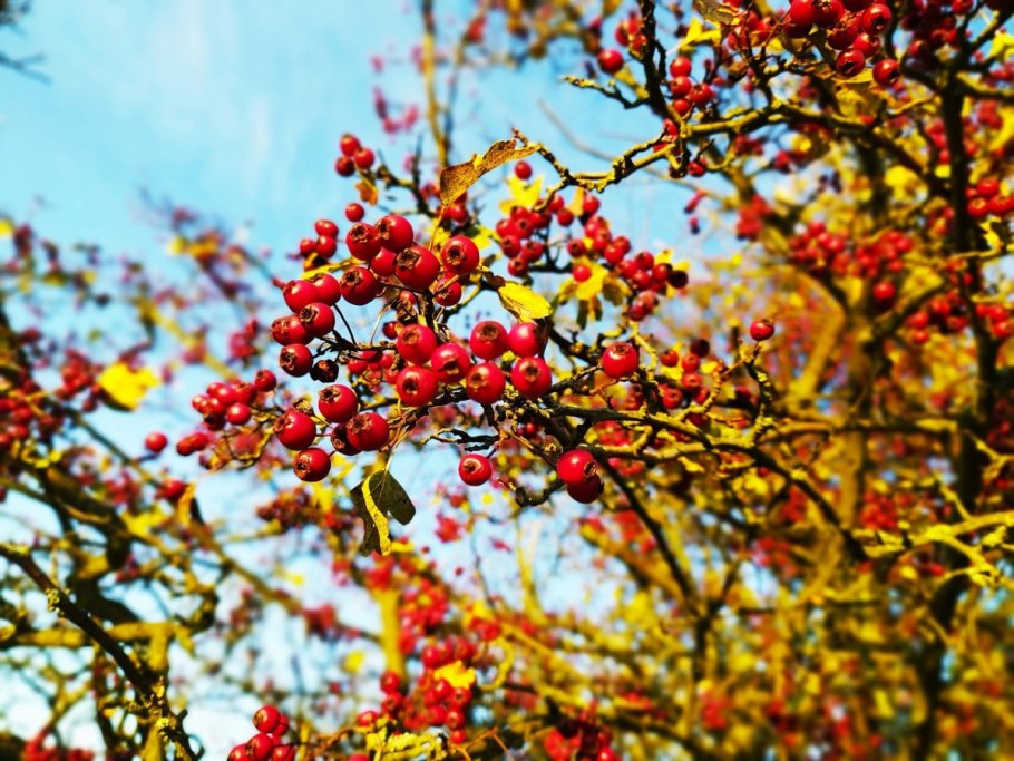Боярышник сливолистный осенью