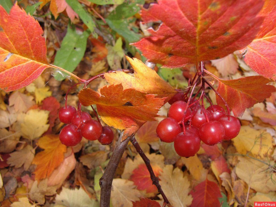 Боярышник обыкновенный осень