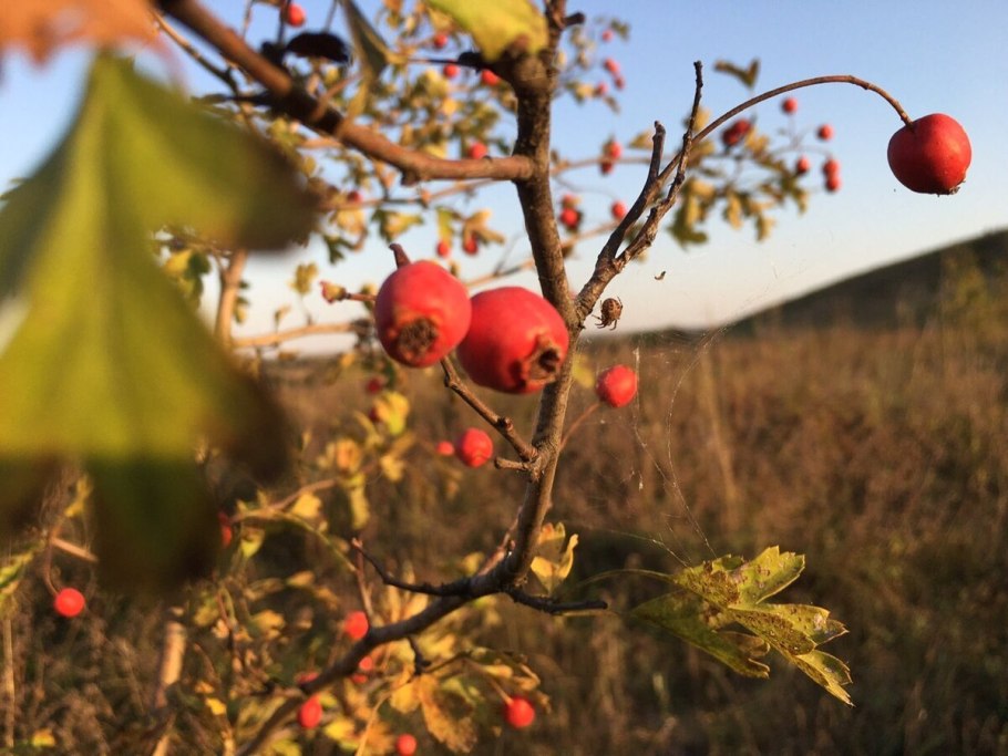 Боярышник Берри осенью