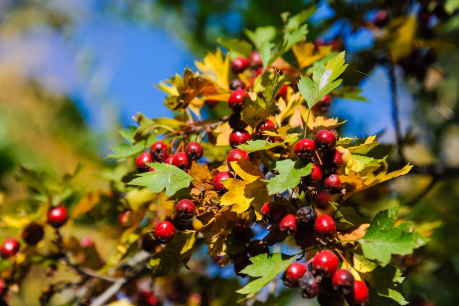 Боярышник сливолистный