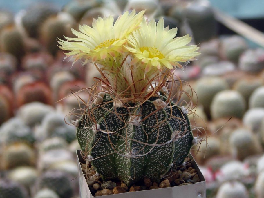 Soft Green Kaktus