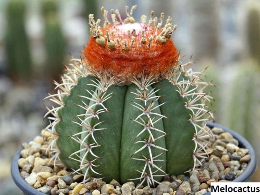 Mammillaria flavovirens