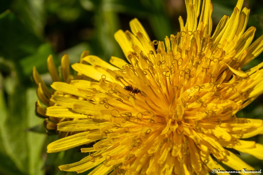 Цветковые растения Сложноцветные