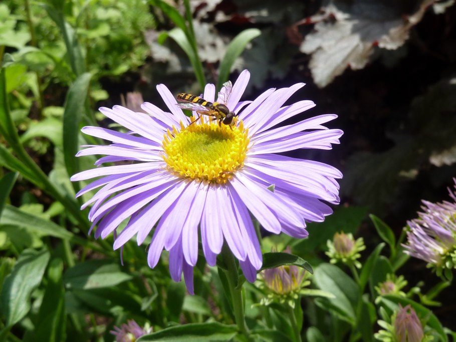 Астровые (Asteraceae)