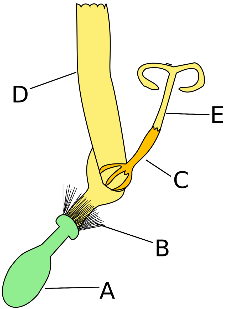 Астровые Сложноцветные