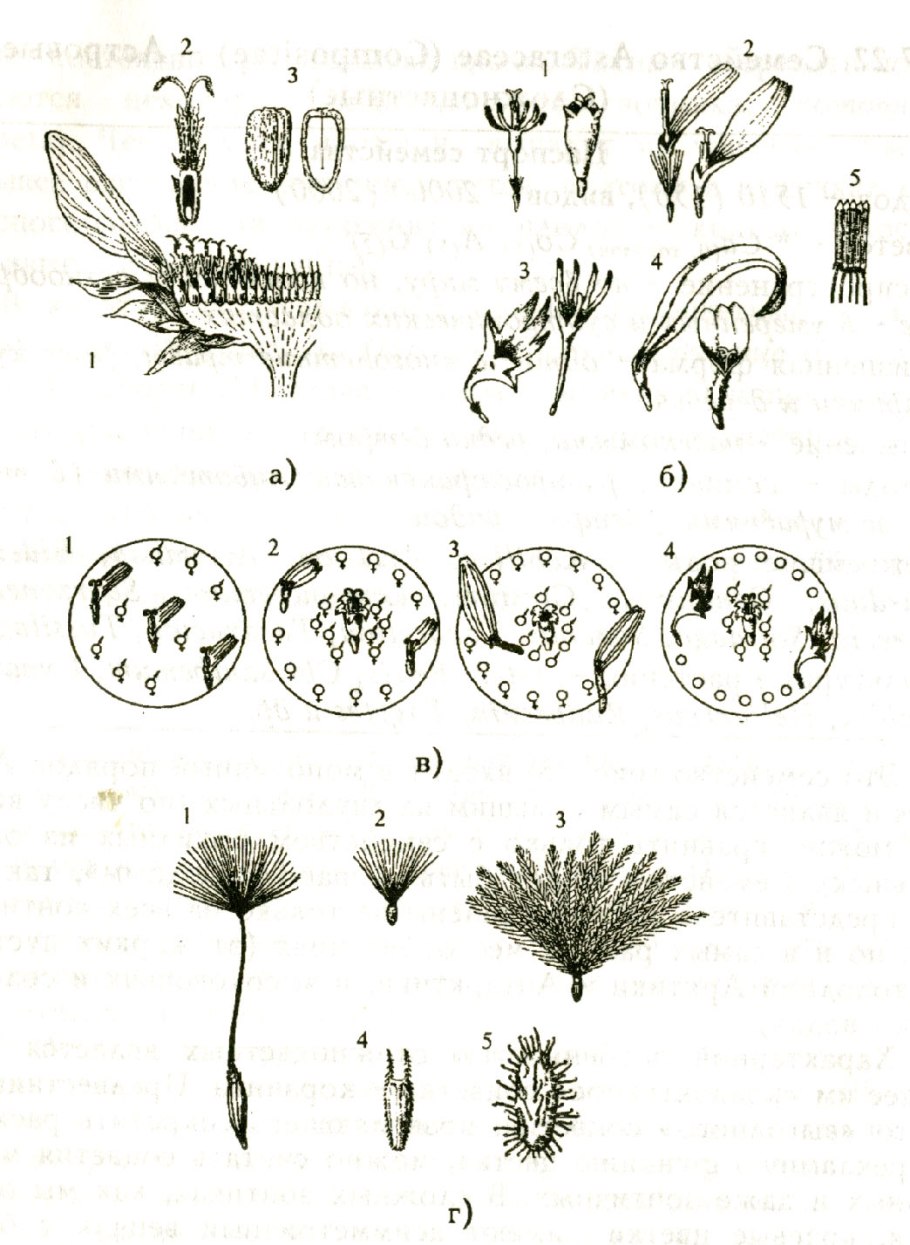 Астровые (Asteraceae)
