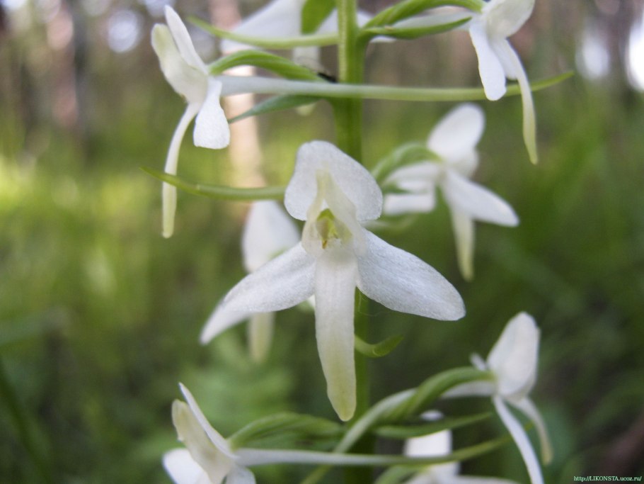 Лесная Орхидея Любка двулистная
