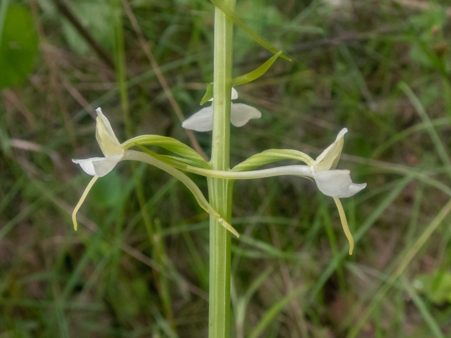 Любка двулистная (Platanthera bifolia)