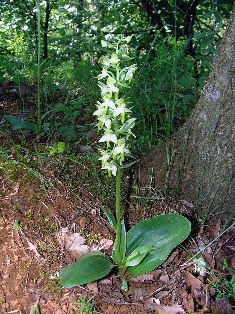 Любка двулистная (Platanthera bifolia)