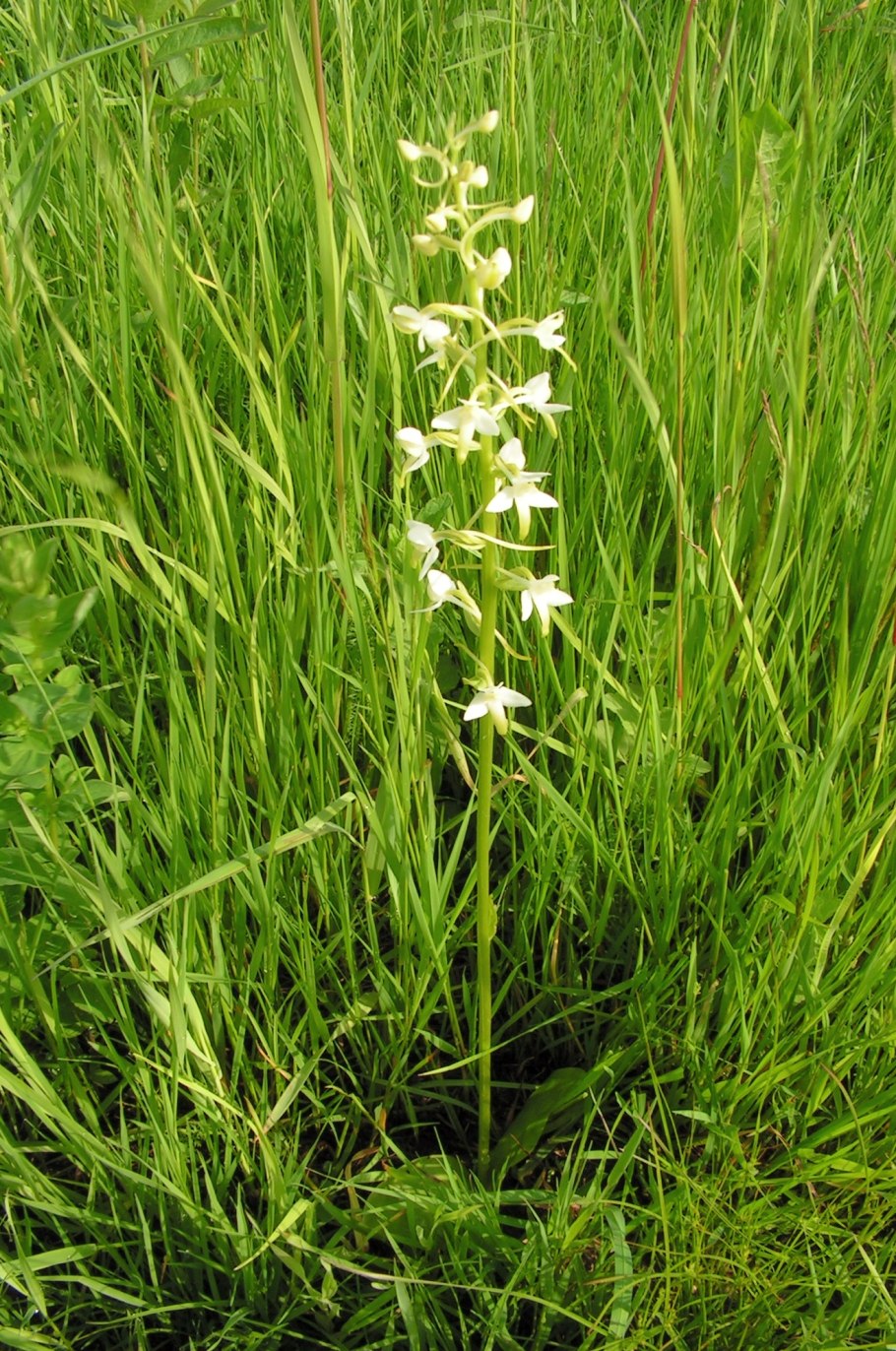 Platanthera bifolia