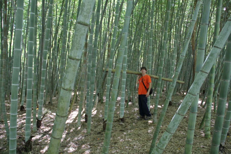 Семена бамбука Phyllostachys pubescens