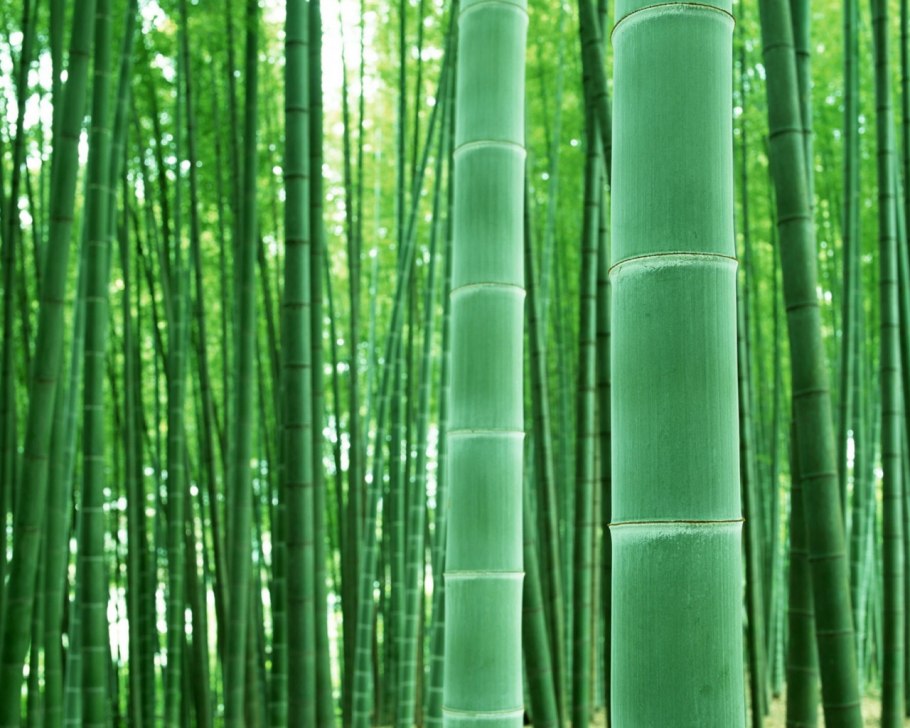 Dendrocalamus brandisii