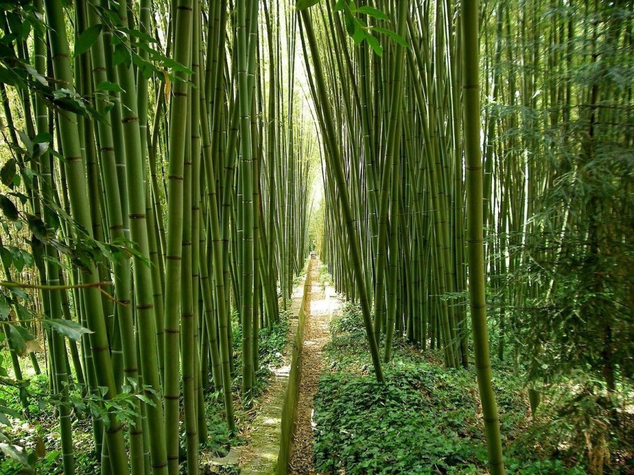 Семена бамбука Phyllostachys pubescens