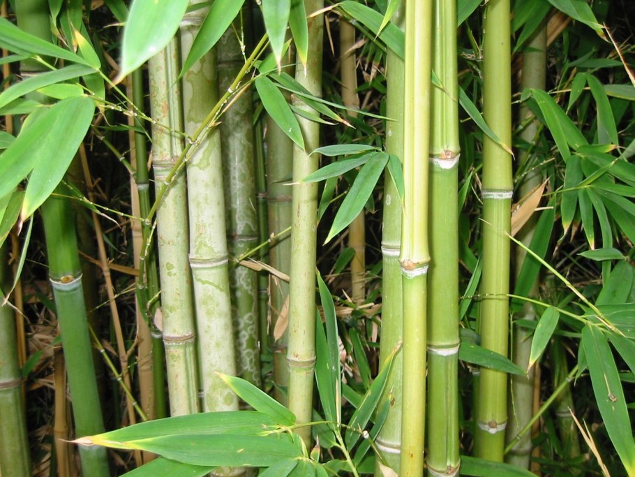 Бамбук» подвид Dendrocalamus strictus